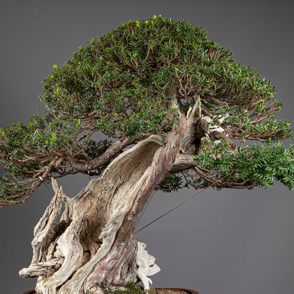 Bonsái "Imperial" - Tejo Japonés (Taxus Cuspidata)