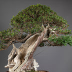 Bonsái "Imperial" - Tejo Japonés (Taxus Cuspidata)