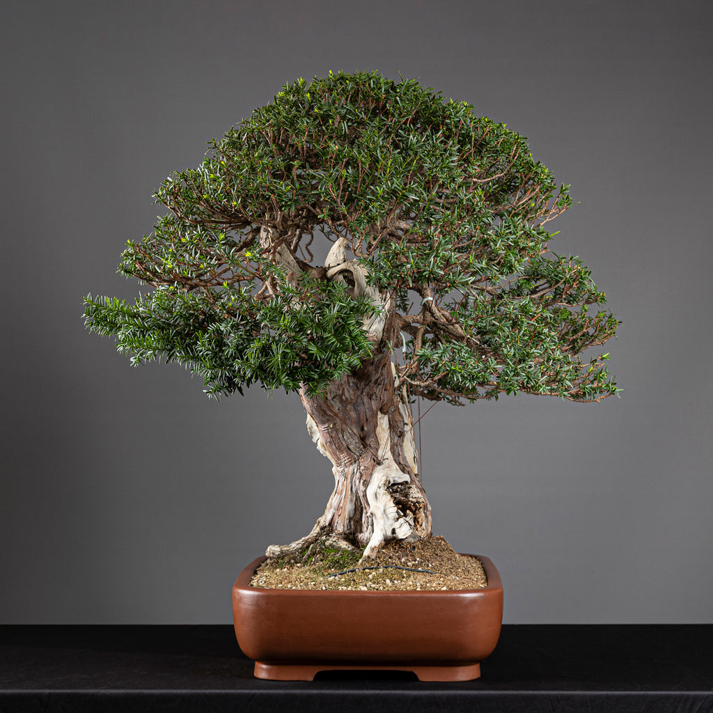 Bonsái "Imperial" - Tejo Japonés (Taxus Cuspidata)