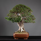 Bonsái "Imperial" - Tejo Japonés (Taxus Cuspidata)