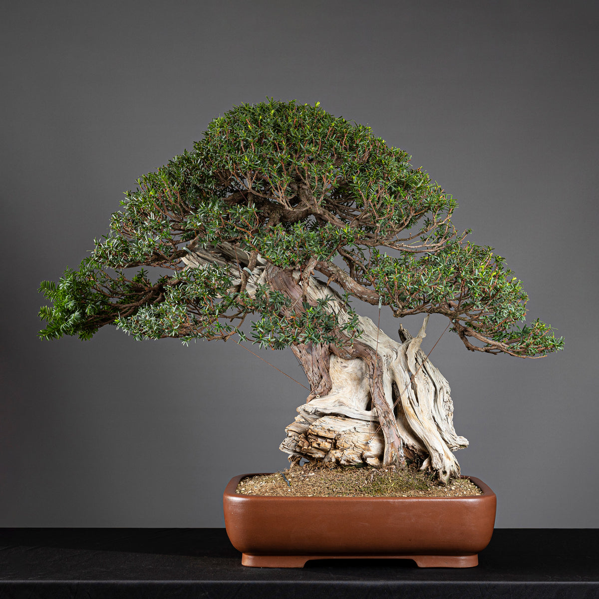 Bonsái "Imperial" - Tejo Japonés (Taxus Cuspidata)