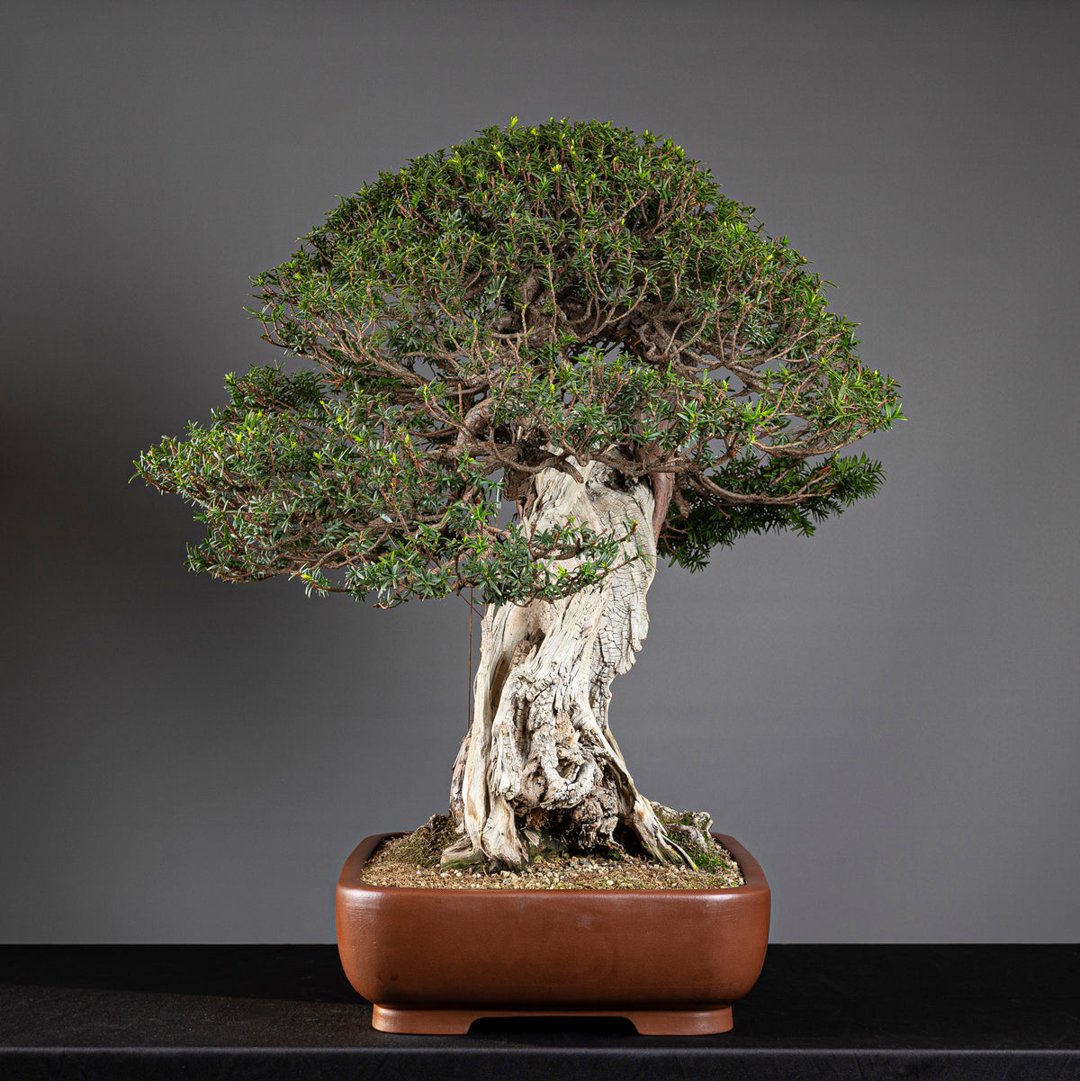Bonsái "Imperial" - Tejo Japonés (Taxus Cuspidata)