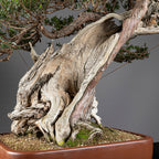 Bonsái "Imperial" - Tejo Japonés (Taxus Cuspidata)