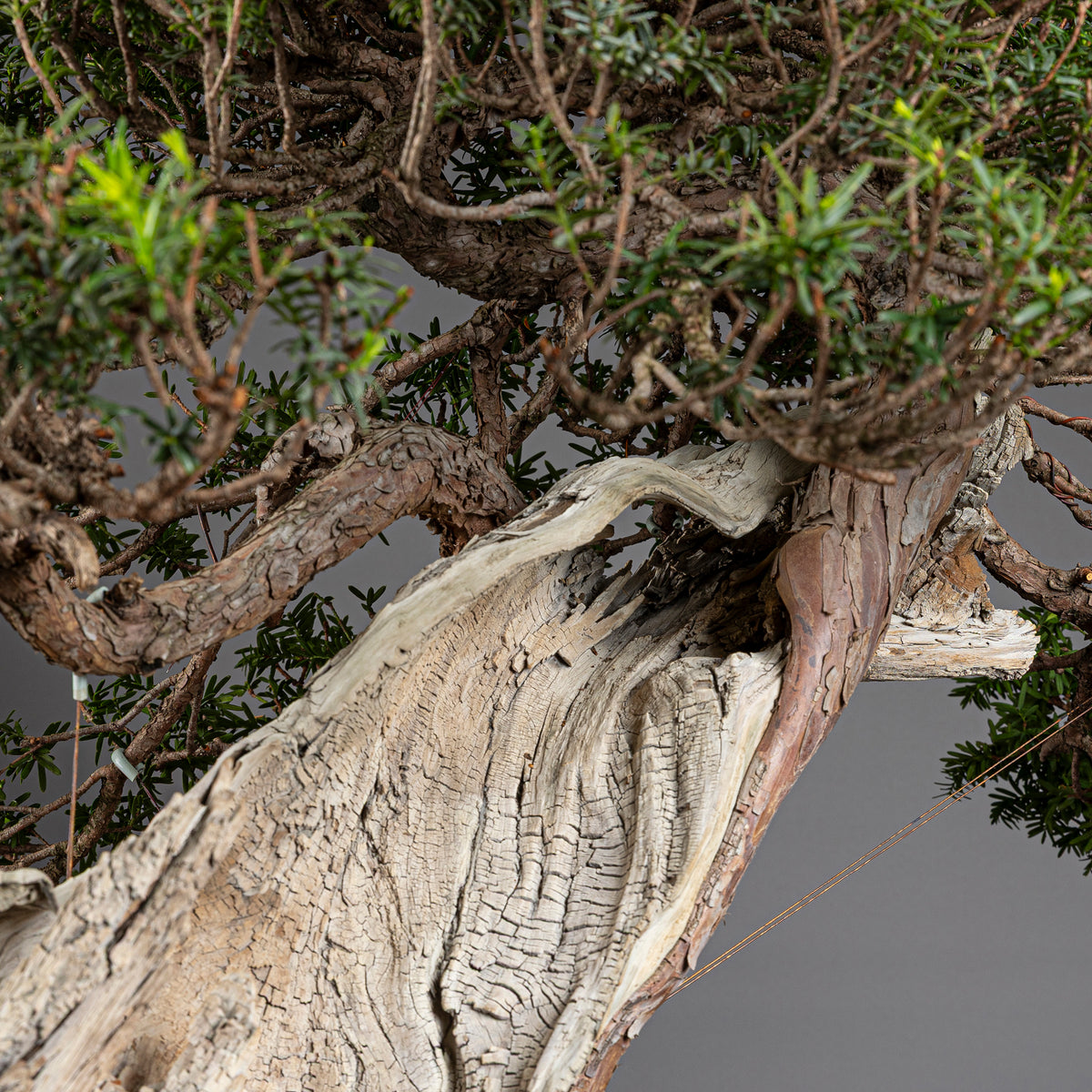 Bonsái "Imperial" - Tejo Japonés (Taxus Cuspidata)