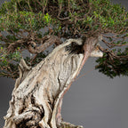 Bonsái "Imperial" - Tejo Japonés (Taxus Cuspidata)