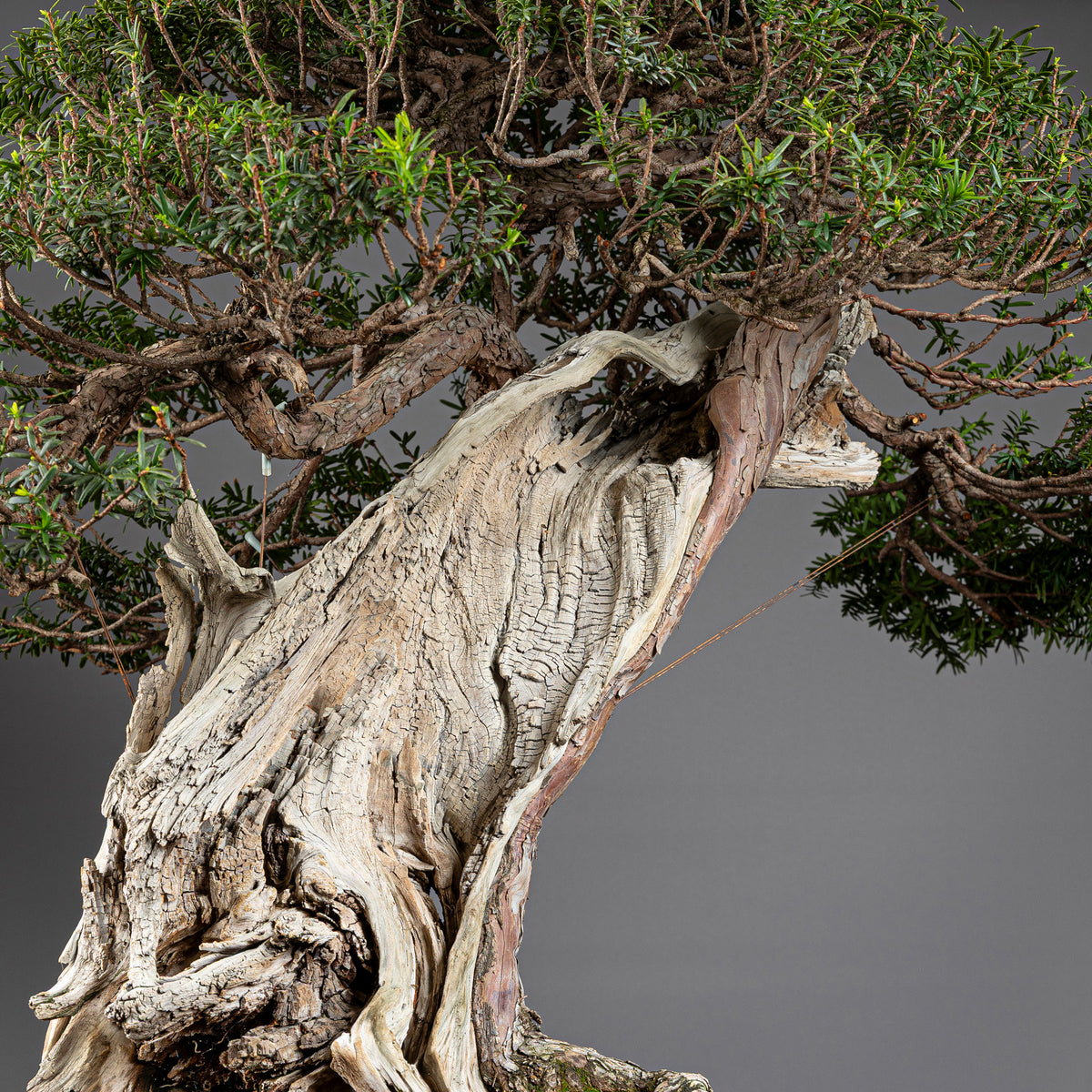 Bonsái "Imperial" - Tejo Japonés (Taxus Cuspidata)