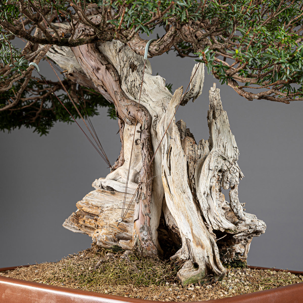 Bonsái "Imperial" - Tejo Japonés (Taxus Cuspidata)