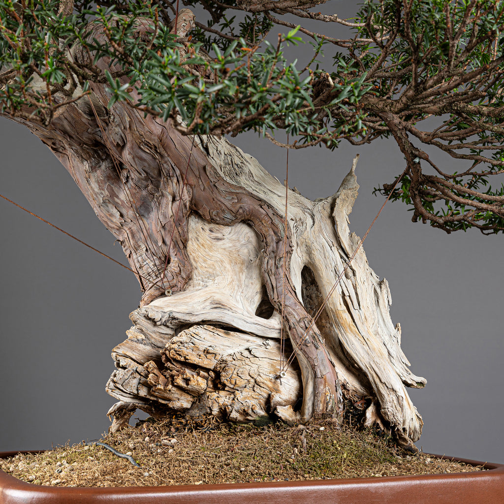 Bonsái "Imperial" - Tejo Japonés (Taxus Cuspidata)