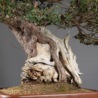 Bonsái "Imperial" - Tejo Japonés (Taxus Cuspidata)
