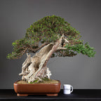 Bonsái "Imperial" - Tejo Japonés (Taxus Cuspidata)