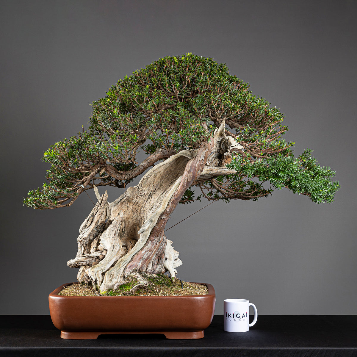 Bonsái "Imperial" - Tejo Japonés (Taxus Cuspidata)