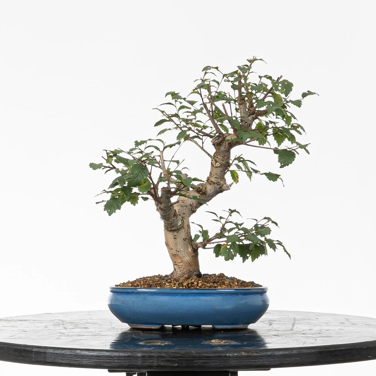Bonsai de ulmus minor en estilo moyogi y tamño kifu.