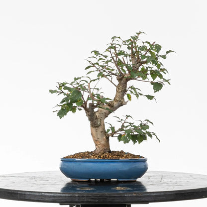Bonsai de ulmus minor en estilo moyogi y tamño kifu.