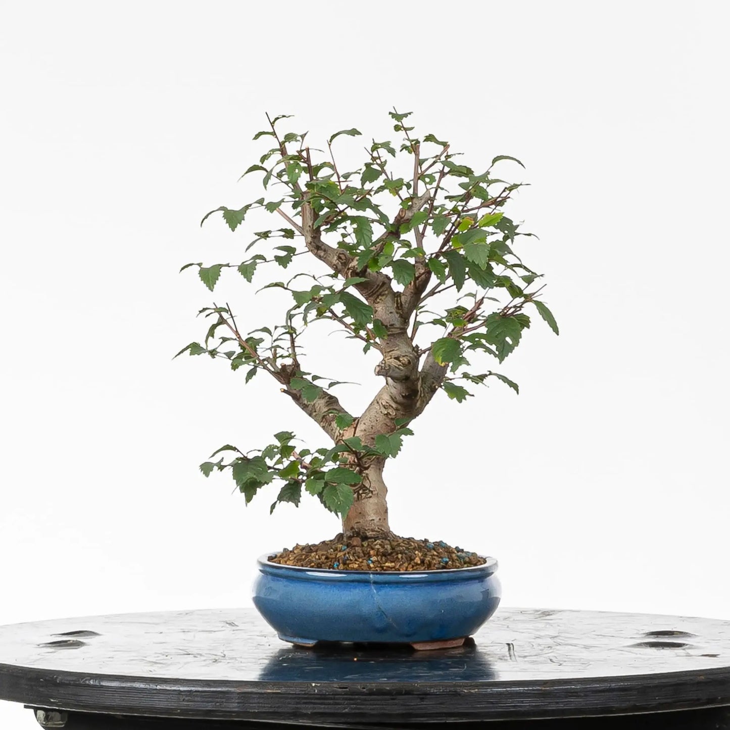 Cara izquierda de bonsai de olmo.