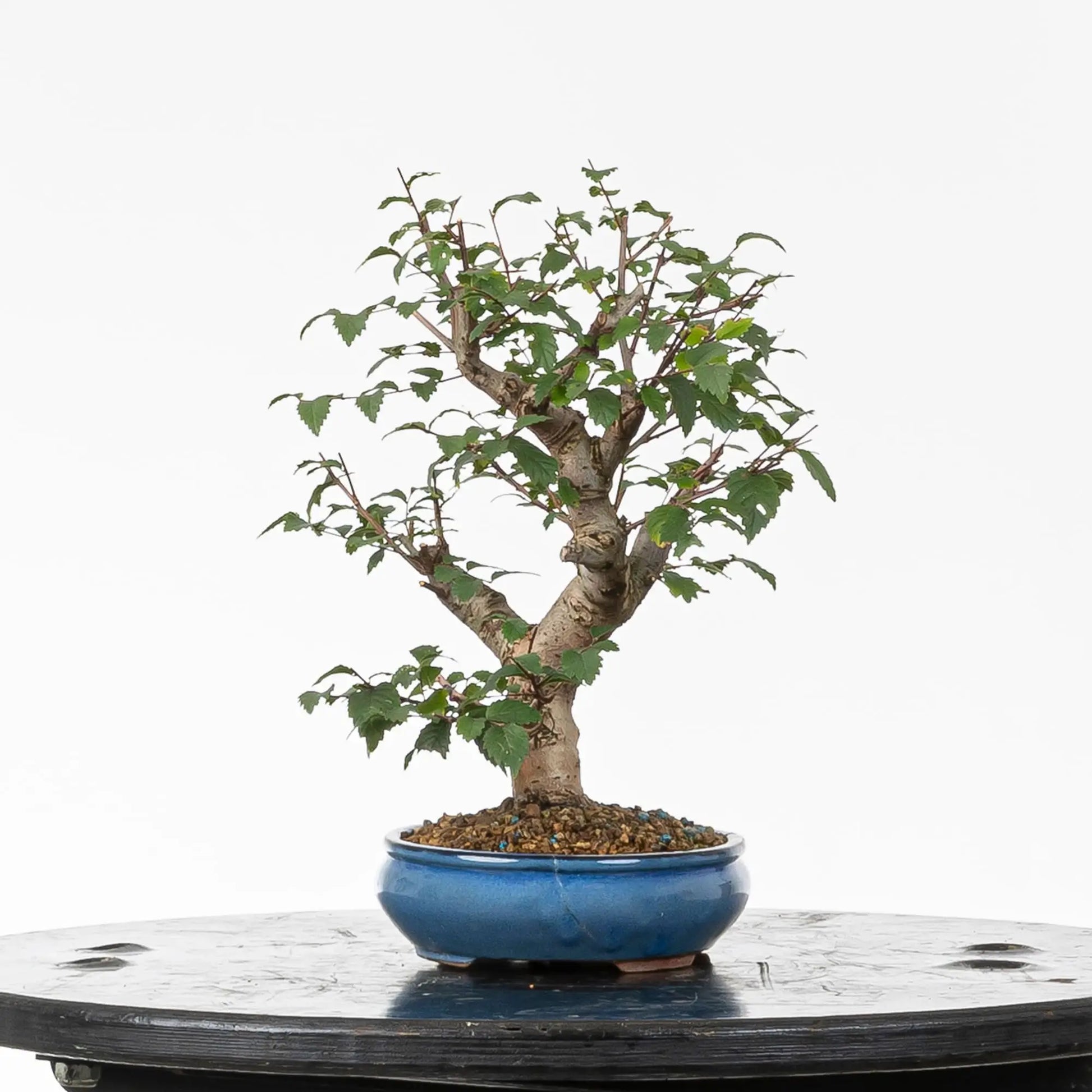 Cara izquierda de bonsai de olmo.