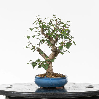 Cara izquierda de bonsai de olmo.