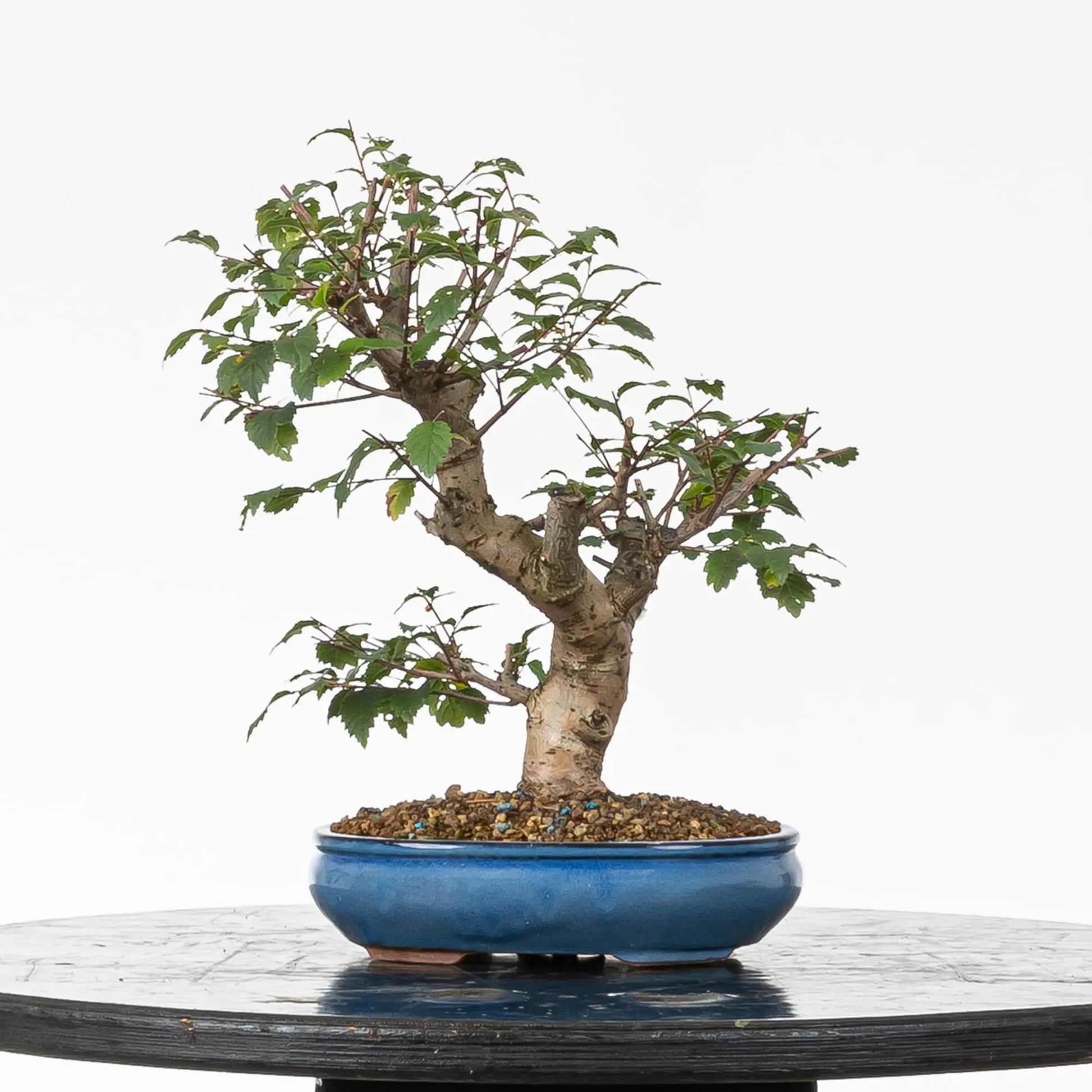Cara trasera de bonsai de olmo