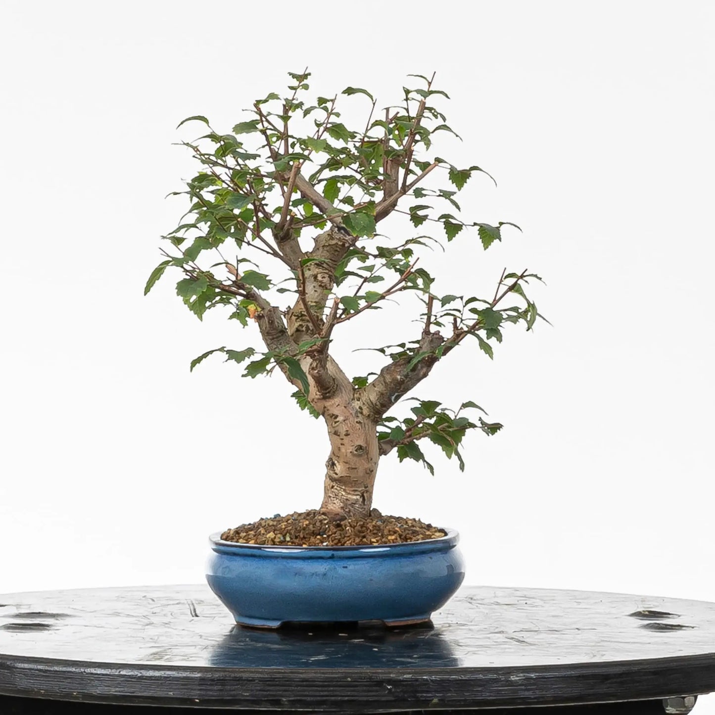 Cara derecha de bonsai de olmo.