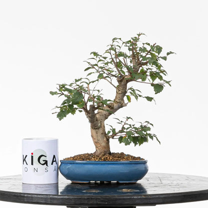 Comparativa de tamaño de bonsai de olmo con una taza de la tienda ikigai bonsái.