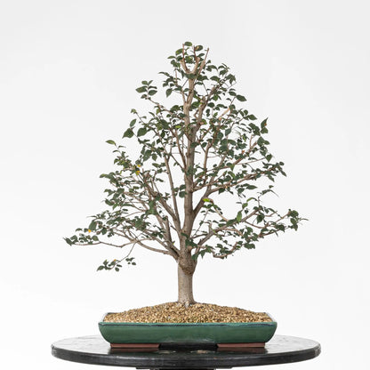 Bonsai de olmo en estilo erecto formal