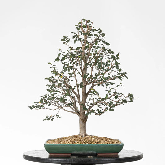 Bonsai de olmo en estilo erecto formal