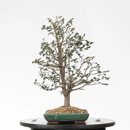 Cara derecha de bonsai de olmo