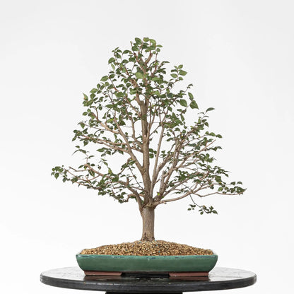 Cara trasera de bonsai de olmo