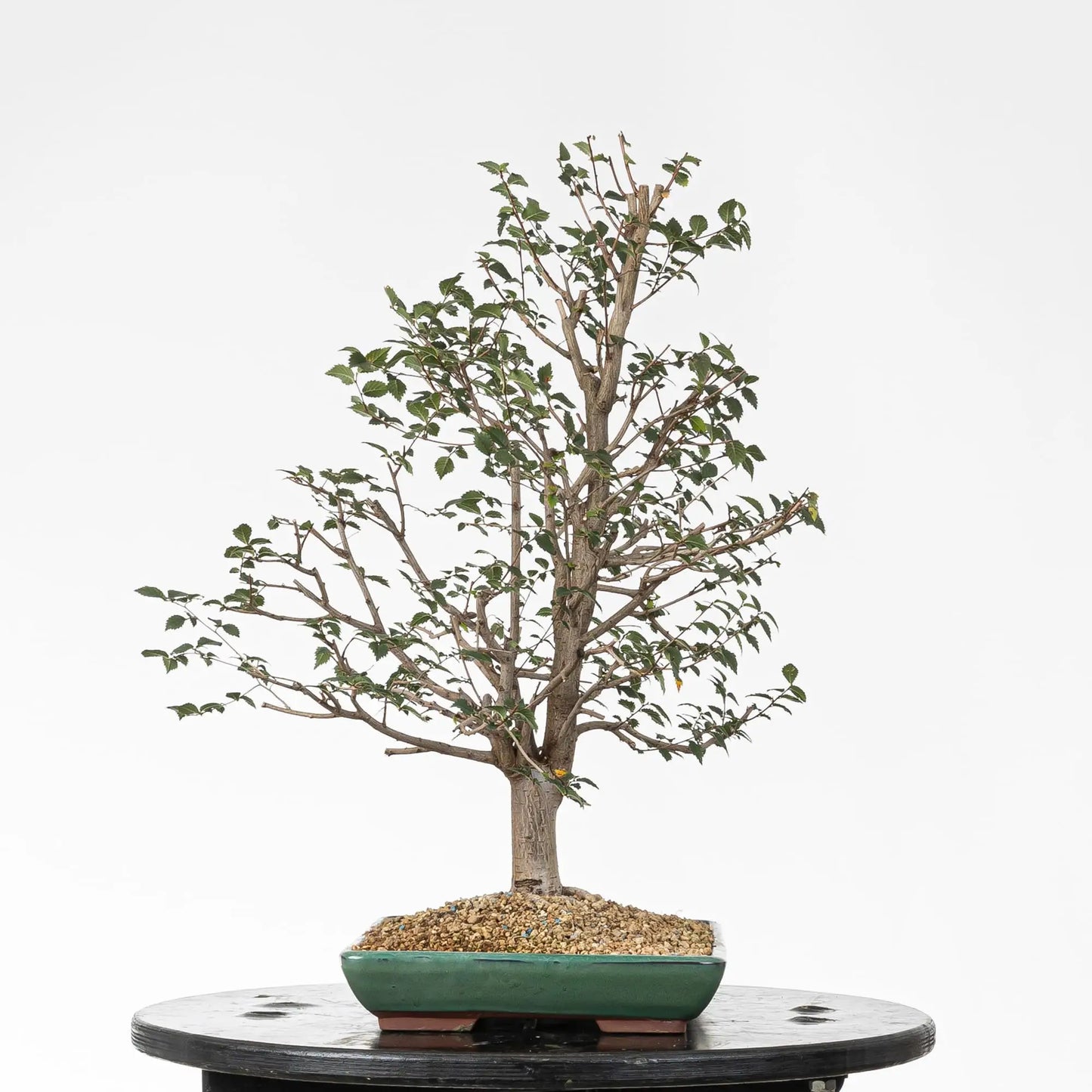 Cara izquierda de bonsai de olmo