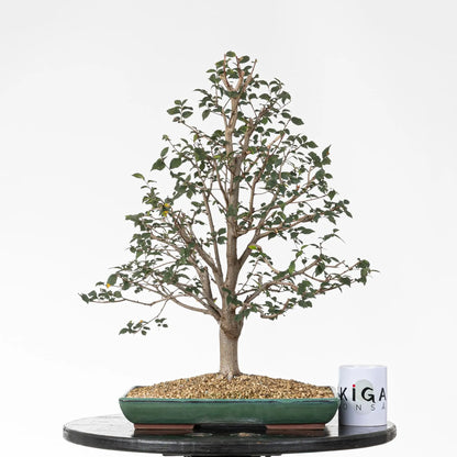 Comparativa de tamño de bonsai de olmo común