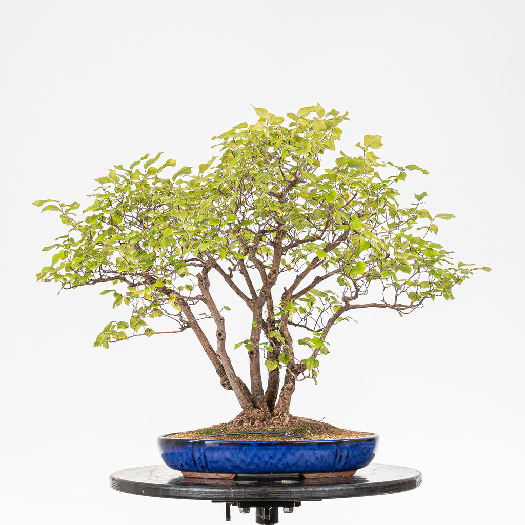 Bonsai "Bosque de Alamos" - Olmo común (Ulmus minor)