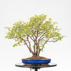 Bonsai "Bosque de Alamos" - Olmo común (Ulmus minor)