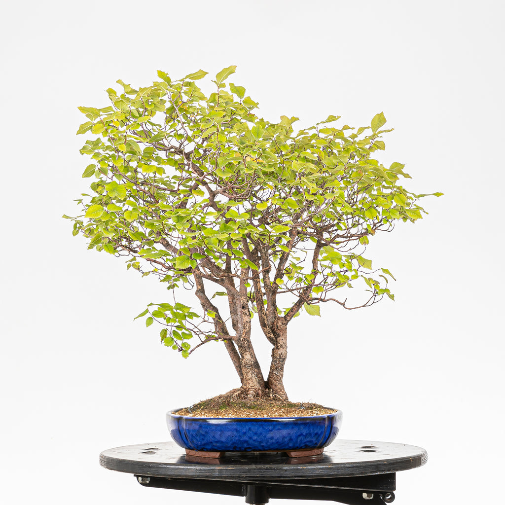 Bonsai "Bosque de Alamos" - Olmo común (Ulmus minor)