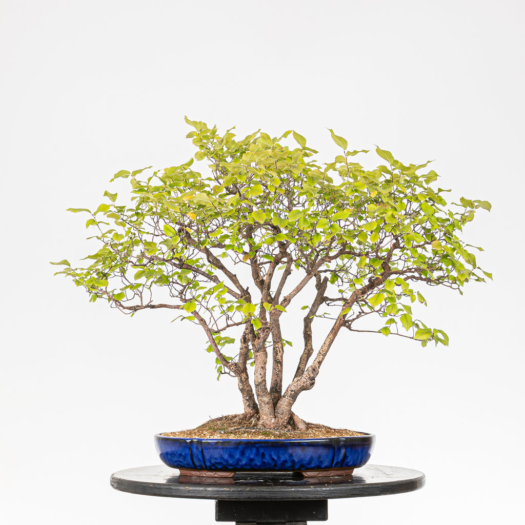 Bonsai "Bosque de Alamos" - Olmo común (Ulmus minor)