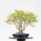 Bonsai "Bosque de Alamos" - Olmo común (Ulmus minor)