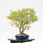Bonsai "Bosque de Alamos" - Olmo común (Ulmus minor)