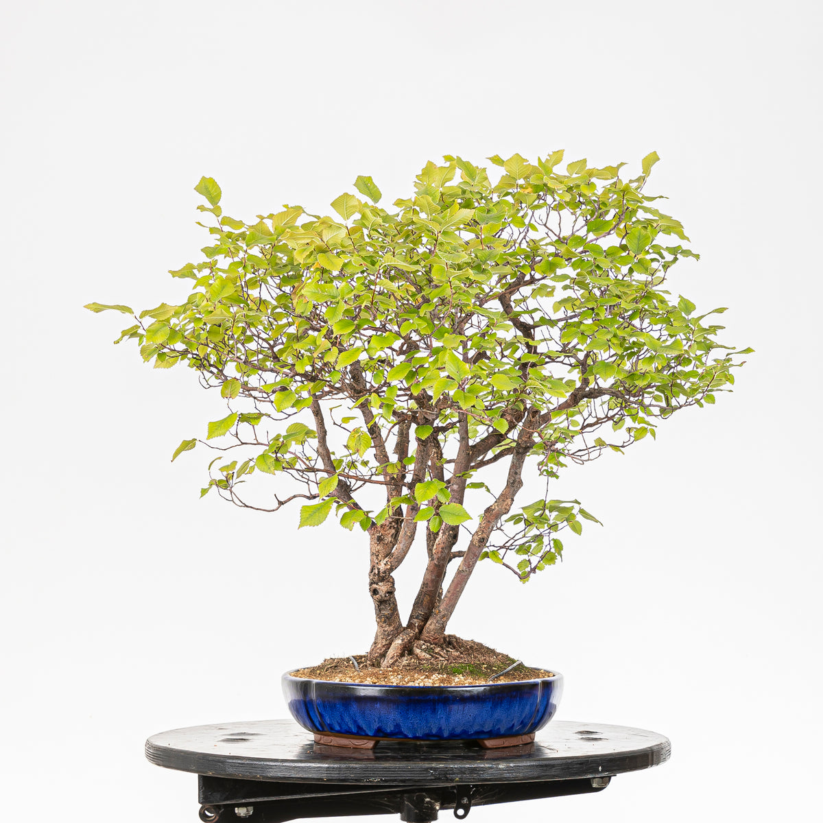 Bonsai "Bosque de Alamos" - Olmo común (Ulmus minor)