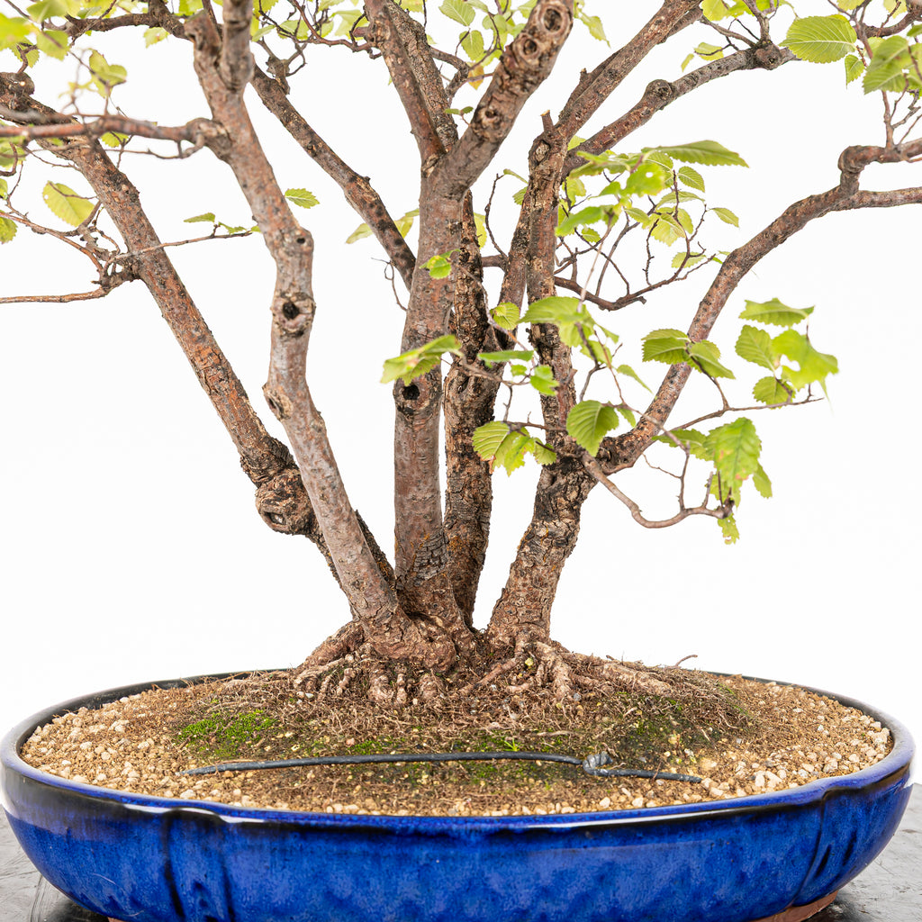 Bonsai "Bosque de Alamos" - Olmo común (Ulmus minor)