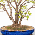 Bonsai "Bosque de Alamos" - Olmo común (Ulmus minor)
