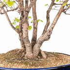 Bonsai "Bosque de Alamos" - Olmo común (Ulmus minor)