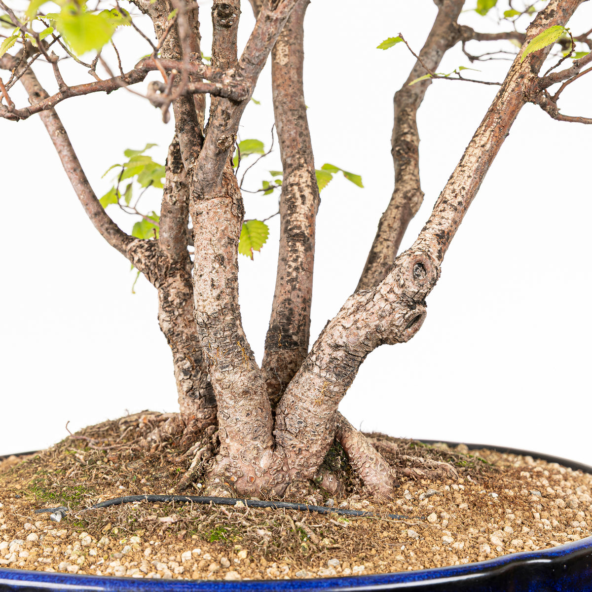 Bonsai "Bosque de Alamos" - Olmo común (Ulmus minor)