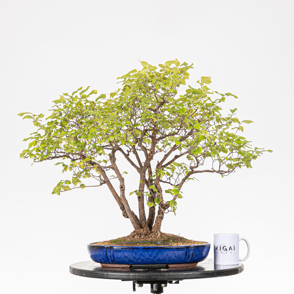 Bonsai "Bosque de Alamos" - Olmo común (Ulmus minor)