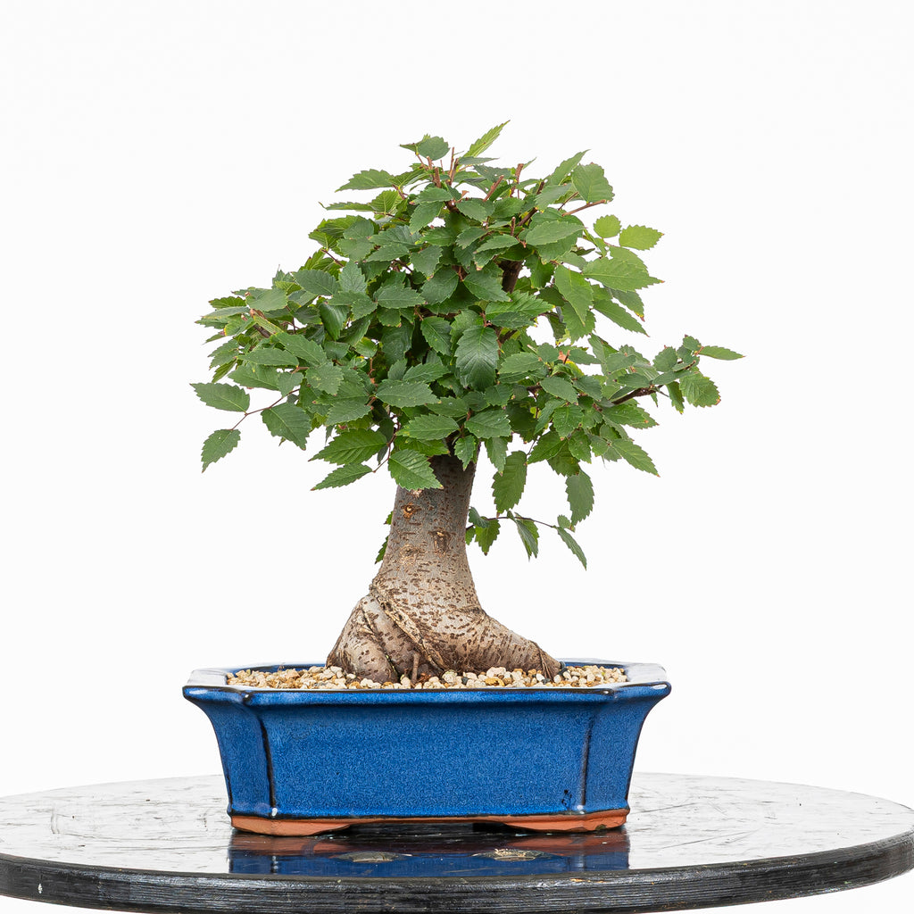 Bonsái - Zelkova japonesa (Zelkova serrata) - ZS10002