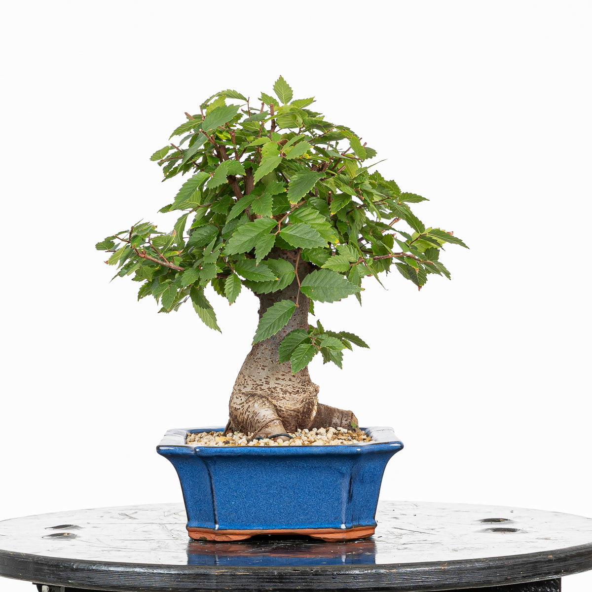 Bonsái - Zelkova japonesa (Zelkova serrata) - ZS10002