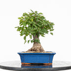 Bonsái - Zelkova japonesa (Zelkova serrata) - ZS10002