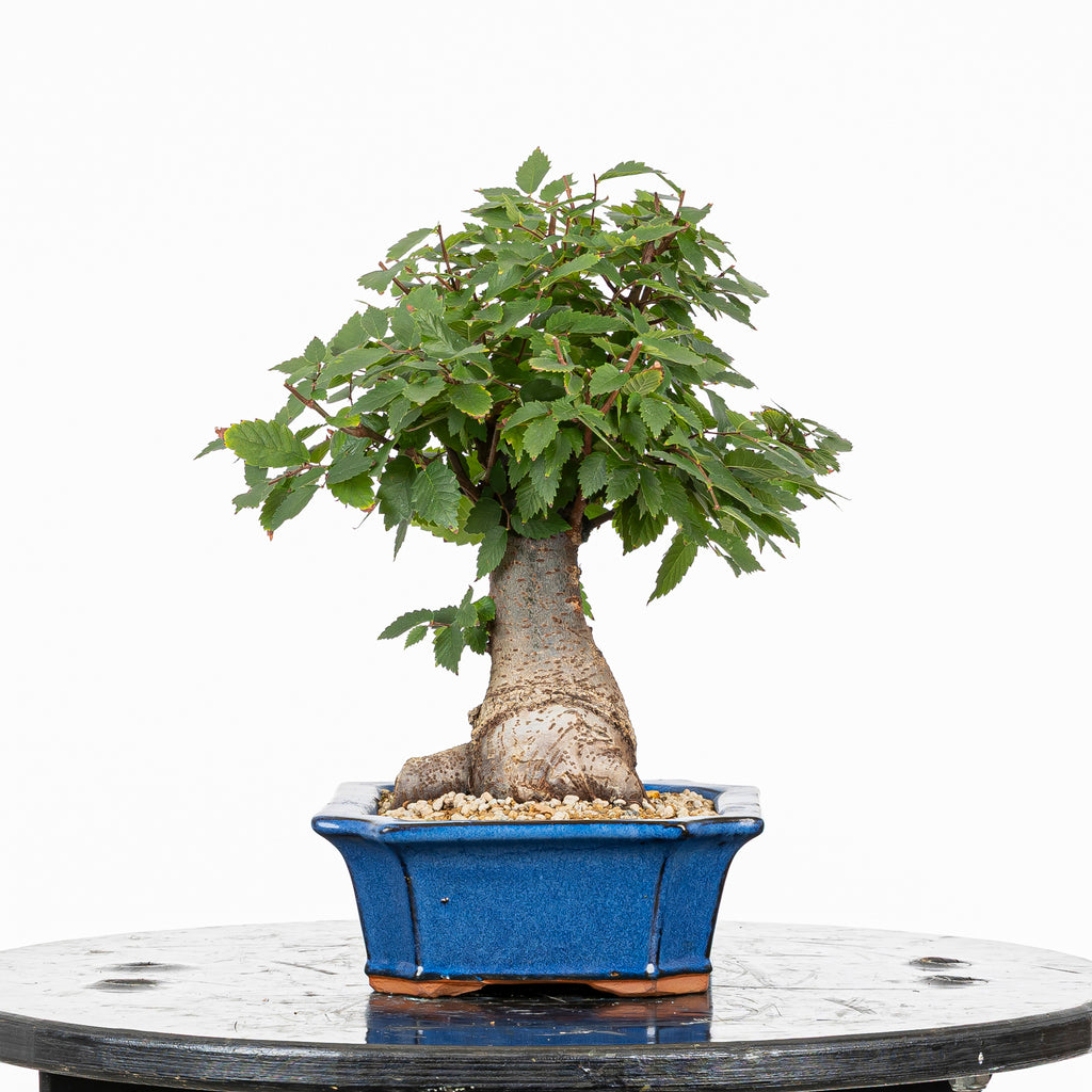 Bonsái - Zelkova japonesa (Zelkova serrata) - ZS10002