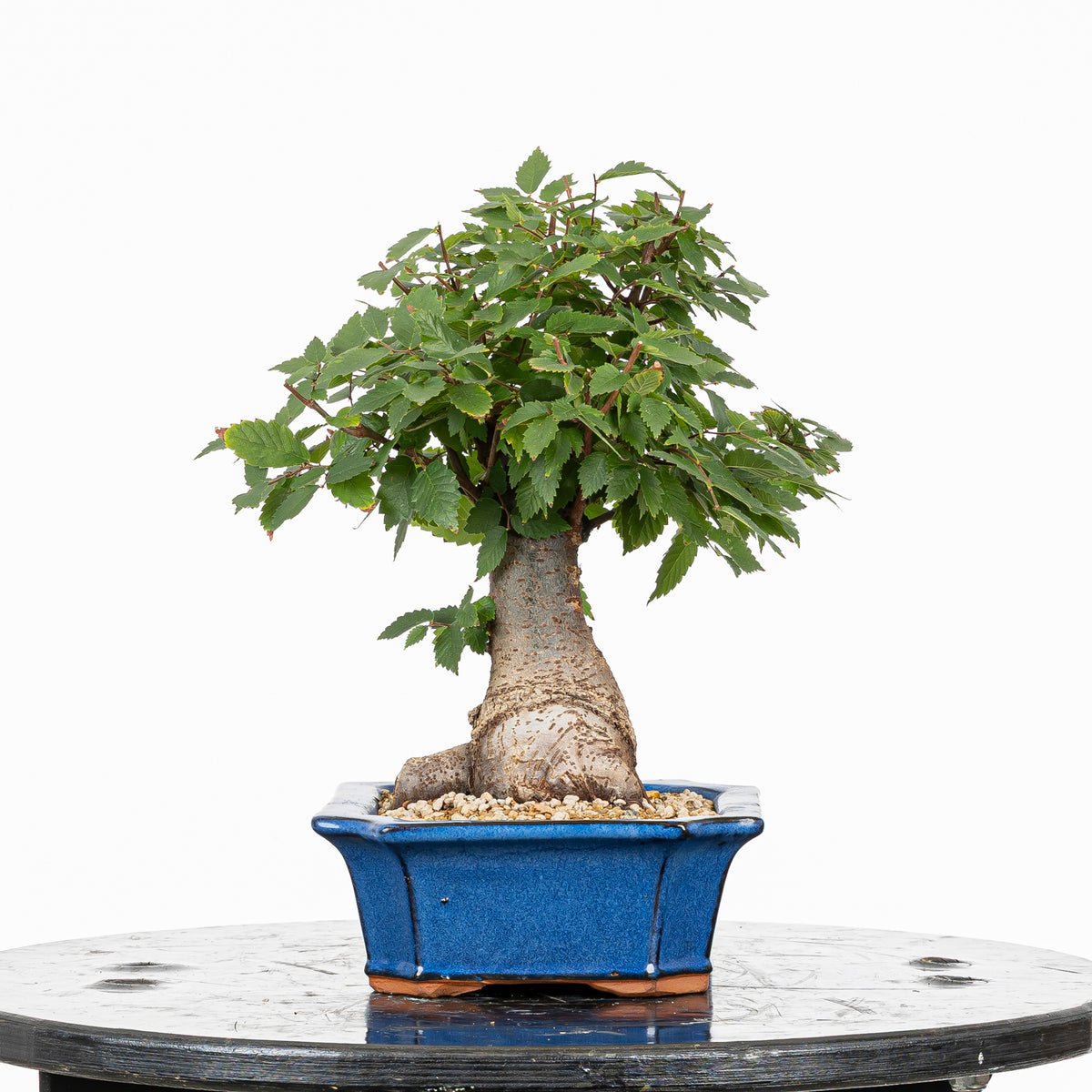 Bonsái - Zelkova japonesa (Zelkova serrata) - ZS10002