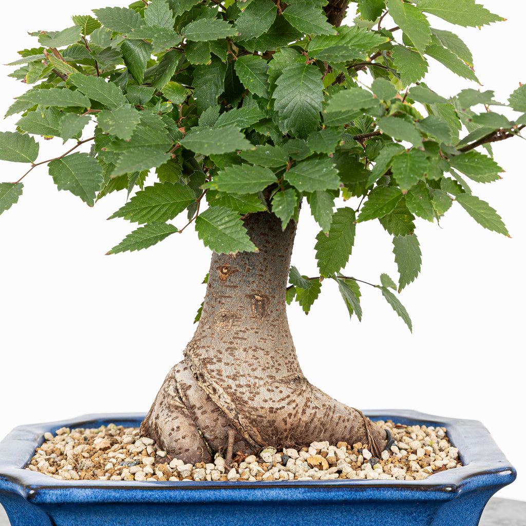 Bonsái - Zelkova japonesa (Zelkova serrata) - ZS10002