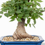 Bonsái - Zelkova japonesa (Zelkova serrata) - ZS10002