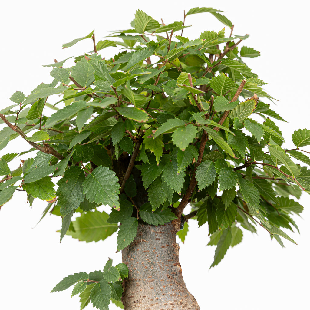 Bonsái - Zelkova japonesa (Zelkova serrata) - ZS10002