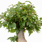 Bonsái - Zelkova japonesa (Zelkova serrata) - ZS10002